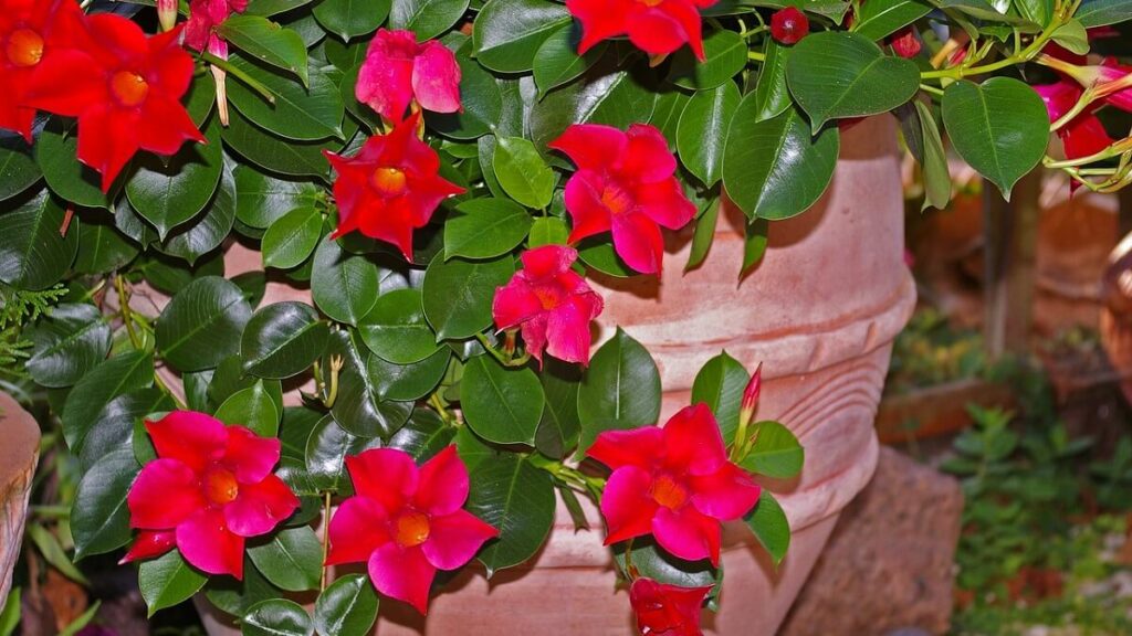 Dipladênia como cuidar no vaso
