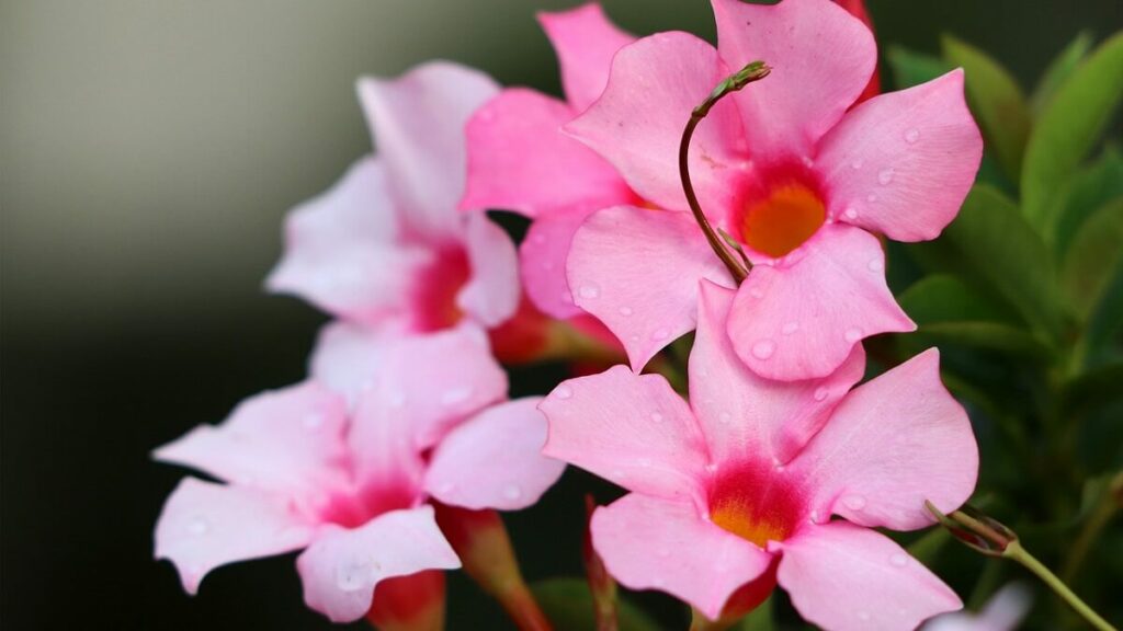 Dipladênia rosa claro com diferentes tons