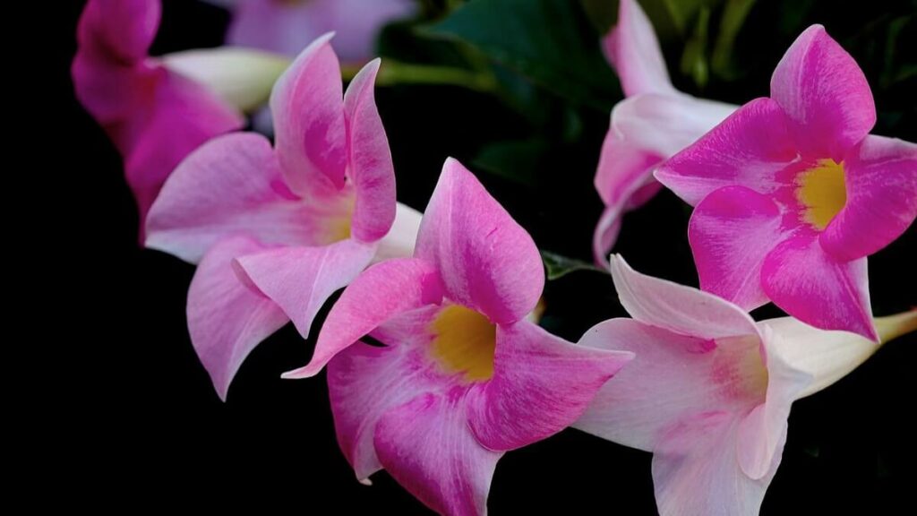 Dipladênia rosa com tons mais claros e escuros