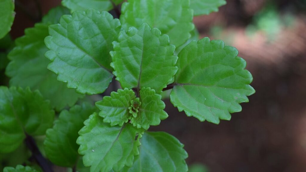 Planta dólar como cuidar: 13 dicas do plantio ao cultivo correto! 1 Olhas da planta Dólar como cuidar