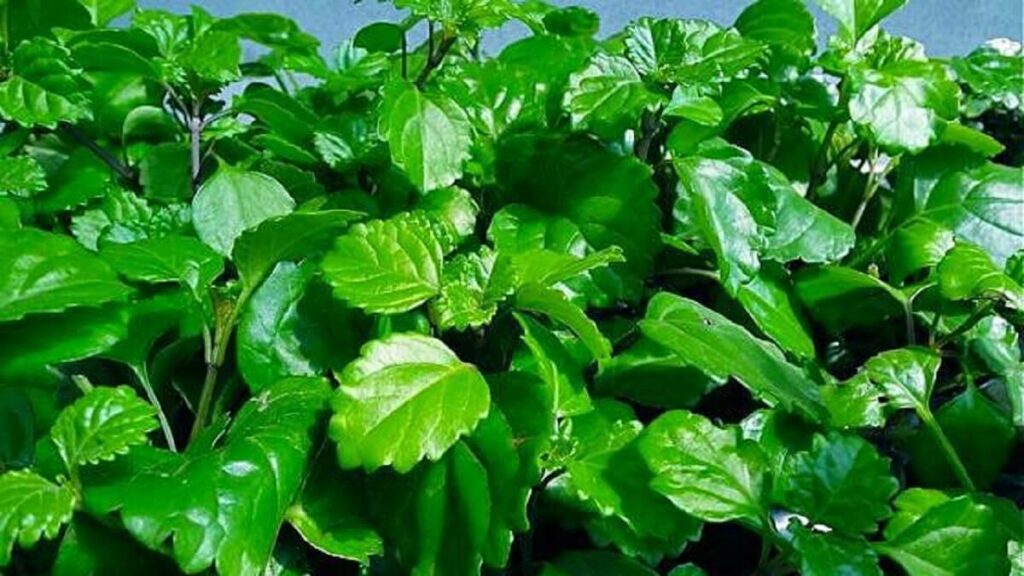 Planta dólar como cuidar: 13 dicas do plantio ao cultivo correto! 2 Folhas da planta dólar