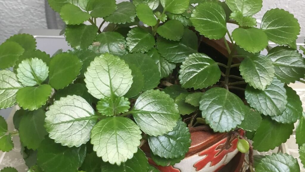 Planta dólar como cuidar: 13 dicas do plantio ao cultivo correto! 3 Planta dólar em um vaso
