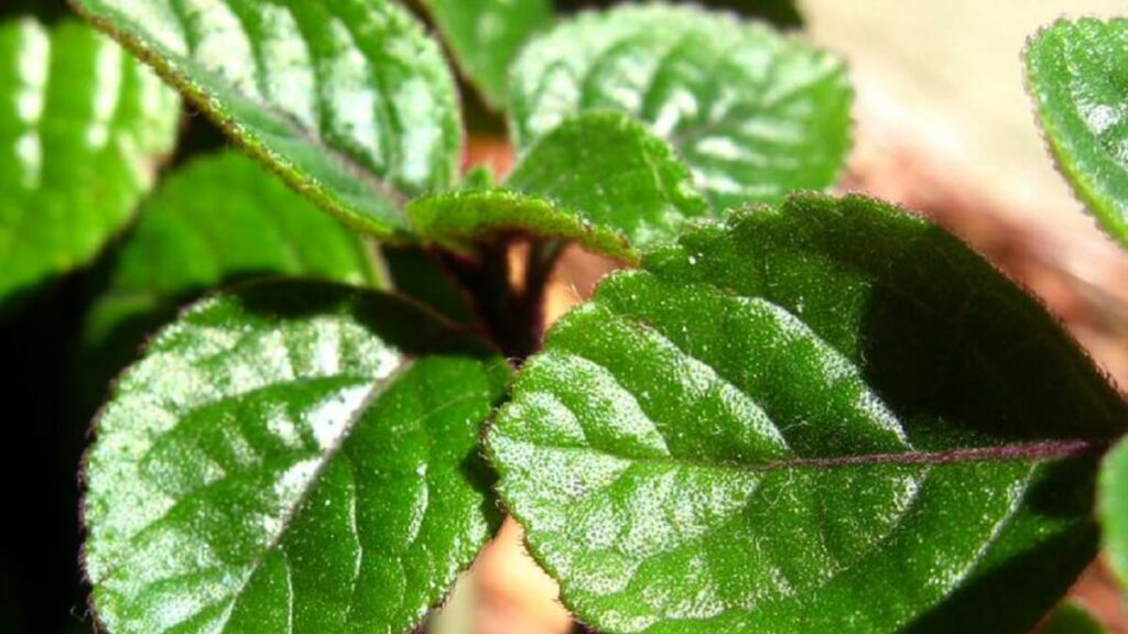 Planta dólar como cuidar: 13 dicas do plantio ao cultivo correto! 4 Planta dólar como cuidar
