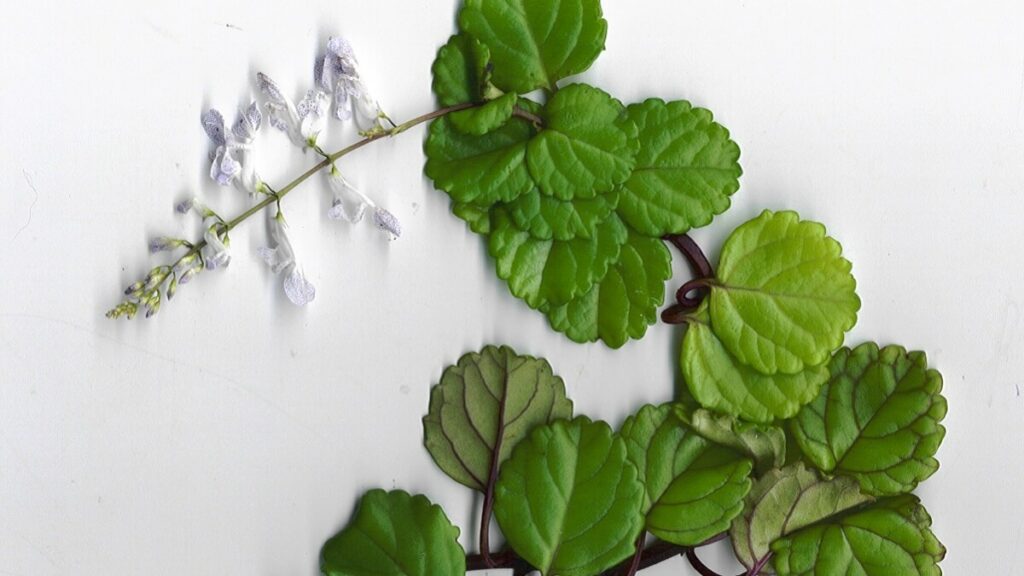 Planta dólar como cuidar: 13 dicas do plantio ao cultivo correto! 5 Planta dólar com flor