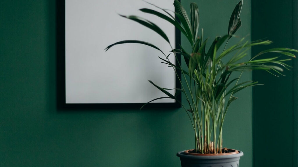 Veja 15 dicas de como cuidar de palmeira em vaso 1 Palmeira no vaso com parede verde e quadro brando ao fundo