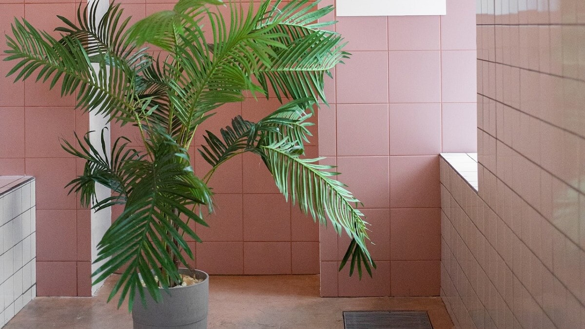 Palmeira em vaso dentro de uma casa com paredes rosas