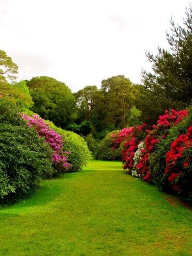 Jardim Grande com Grama