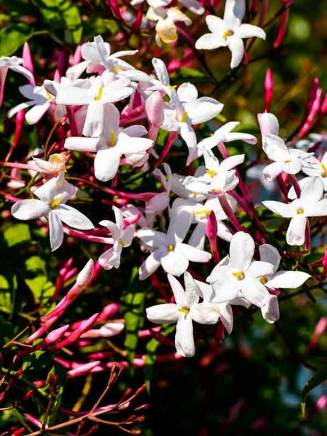 Jasmim dos Poetas: conheça essa flor encantadora + dicas para cuidar