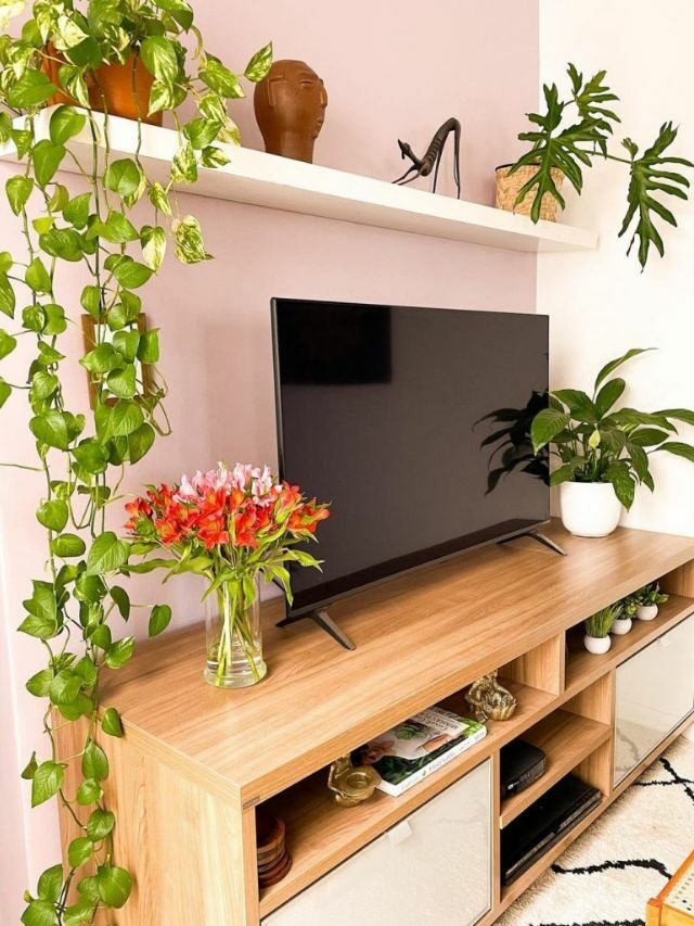 Plantas para sala: 7 melhores e mais comuns na decoração