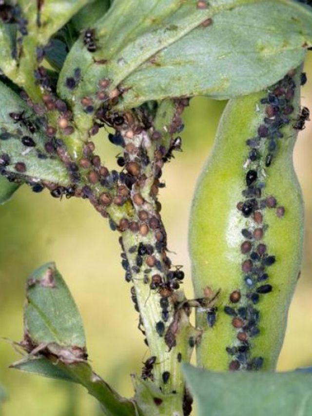 Pulgões nas plantas