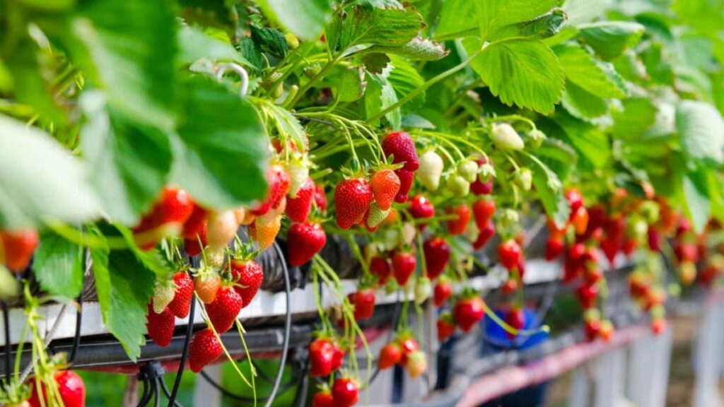 Como plantar Morango em casa