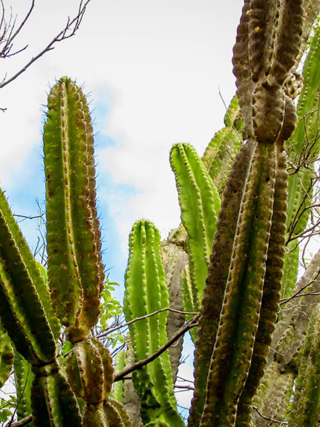 Cacto mandacaru área externa