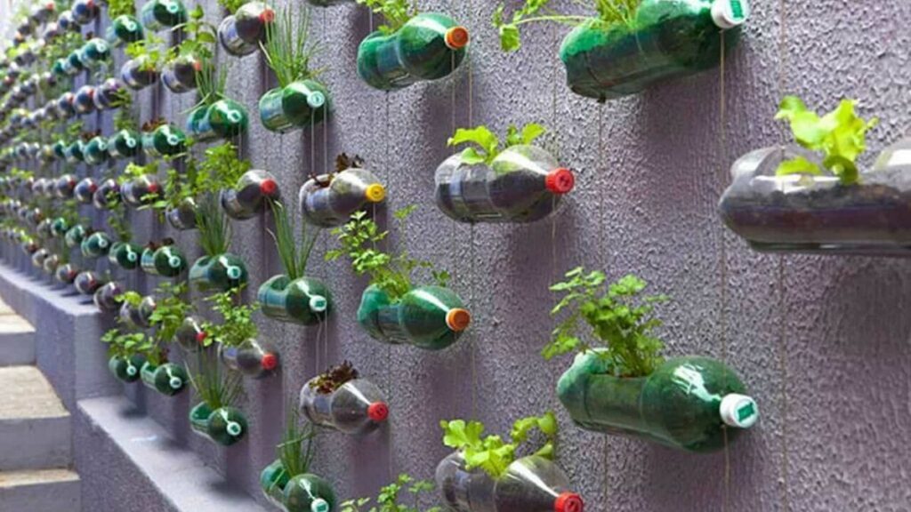 Como Plantar Morango no Pet