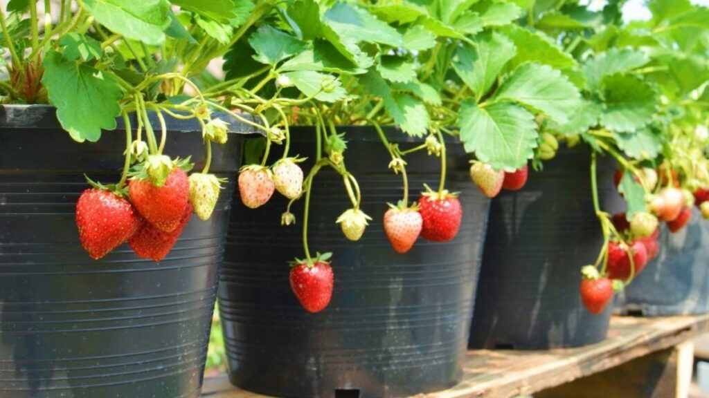 Como Plantar Morango no vaso