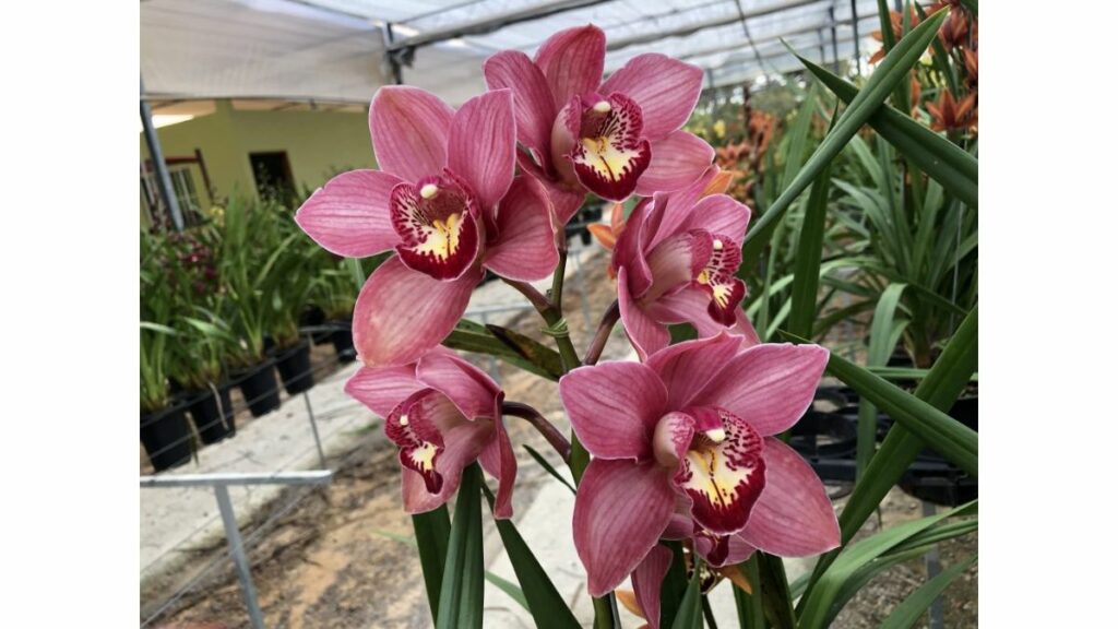 Como Plantar Orquídeas no vaso: Guia completo passo a passo! 5 orquídeas Cymbidium