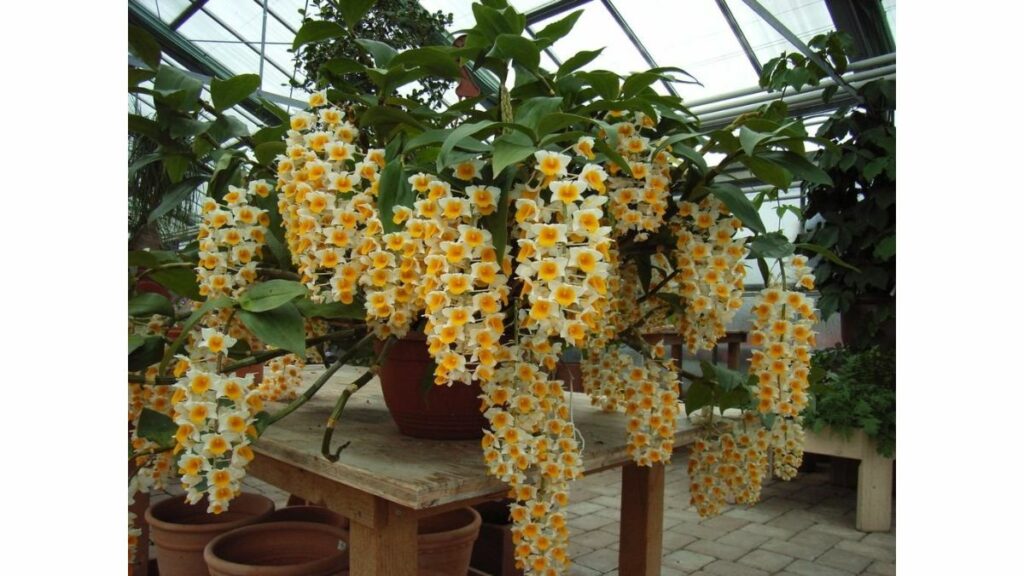 Como Plantar Orquídeas no vaso: Guia completo passo a passo! 4 Orquídea Dendrobium