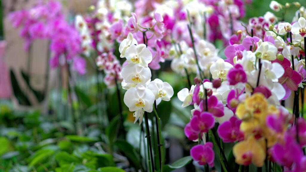 Como Plantar Orquídeas no vaso: Guia completo passo a passo! 1 orquídeas no jardim