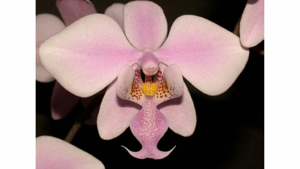 Como Plantar Orquídeas no vaso: Guia completo passo a passo! 2 Como plantar Orquídeas Phalaenopsis
