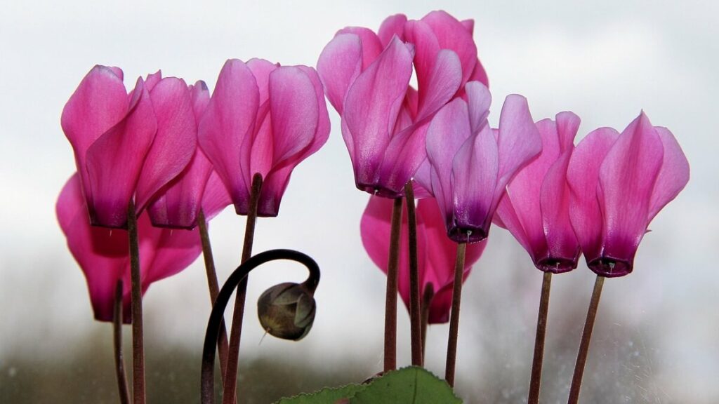 Ciclame rosas com fundo branco