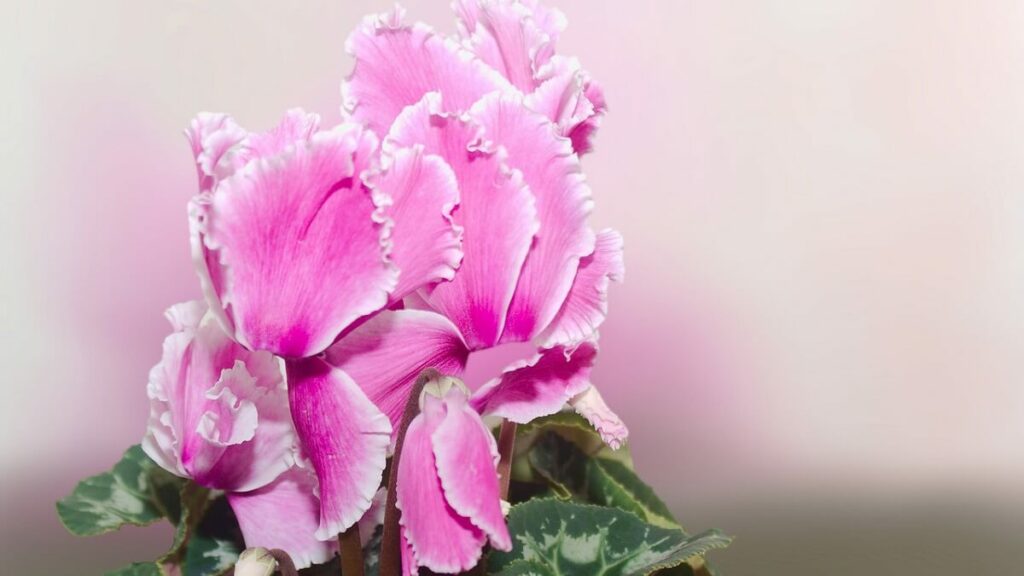 Ciclames rosas com extremidades brancas
