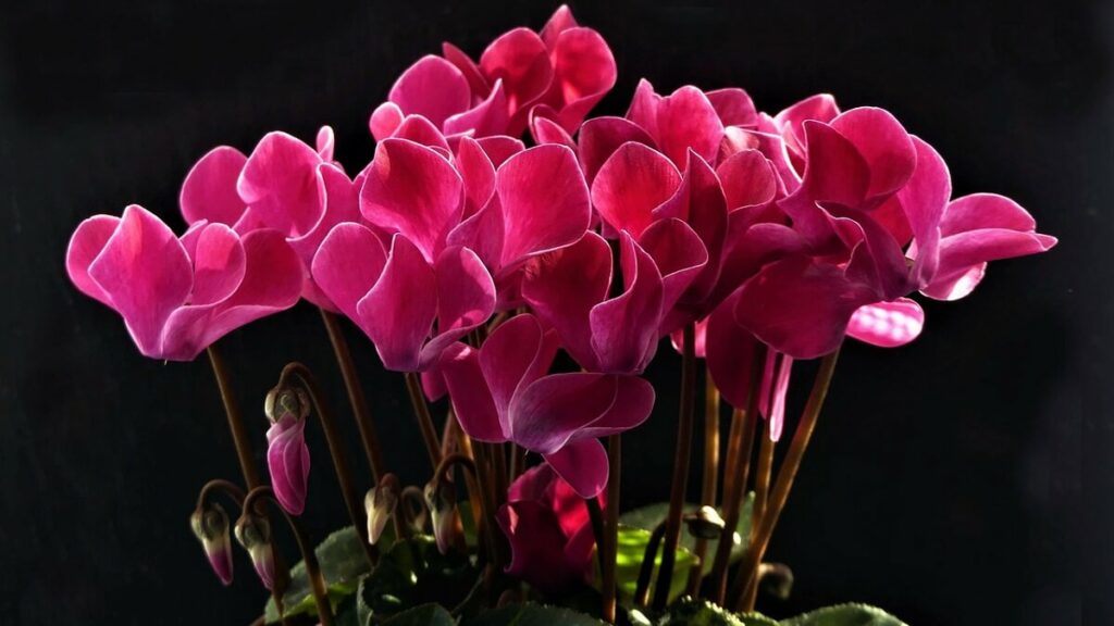 Ciclame rosa com fundo preto