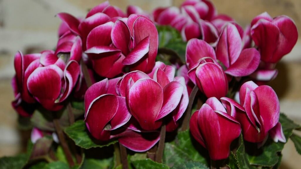 Ciclame como cuidar rosa com tons brancos