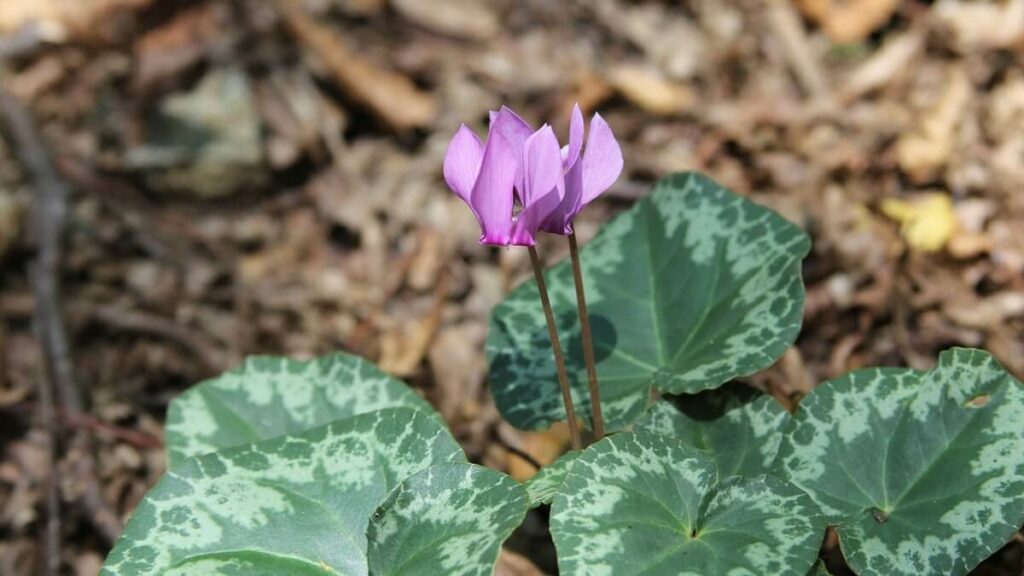 Ciclame como cuidar no jardim de casa