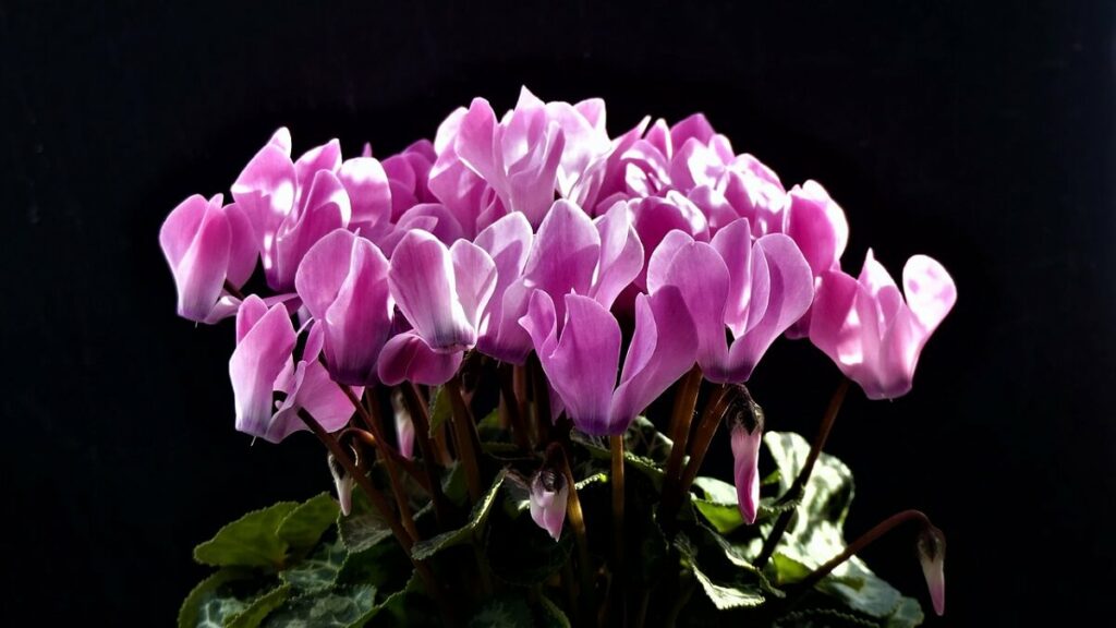 Ciclame rosa claro com fundo preto