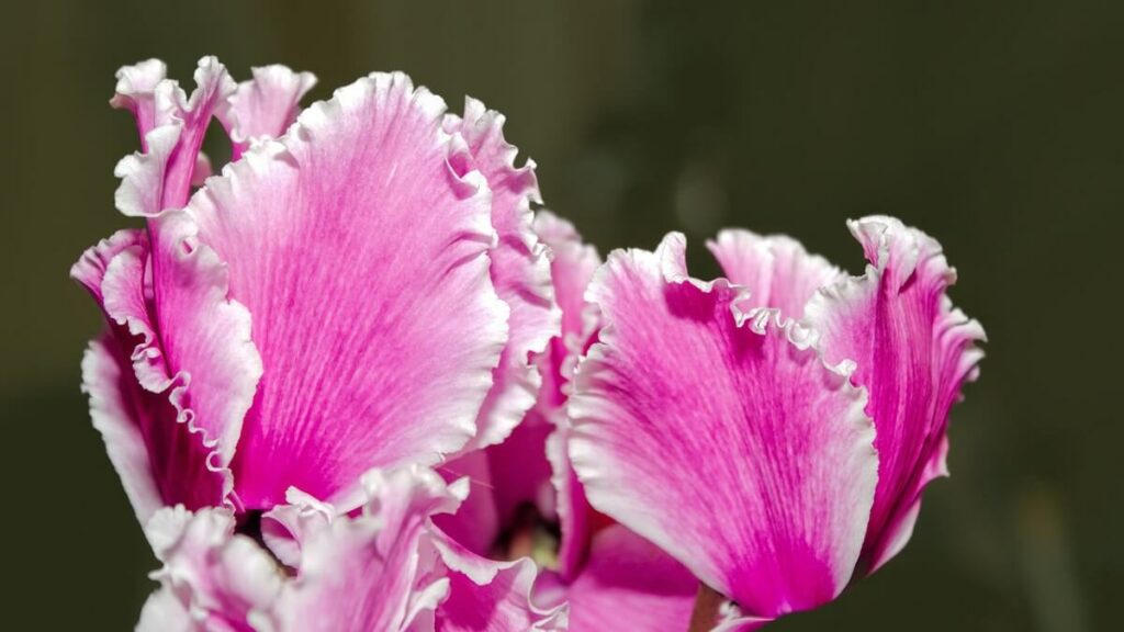 Ciclame rosa com fundo desfocado