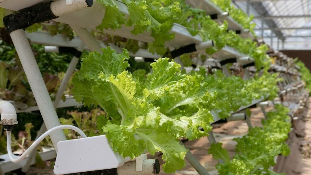 Plantação hidropônica de alface