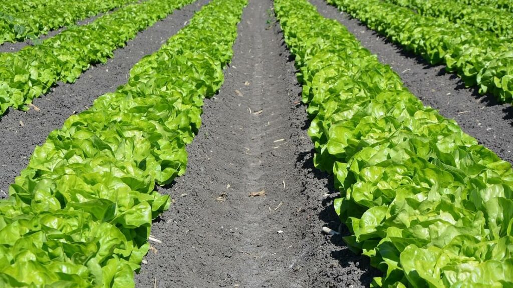 Plantação de alface