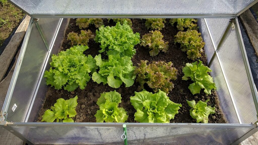 Estufa com pés de alface