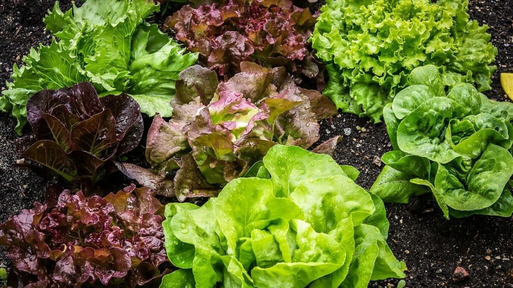 Diferentes espécies de alface