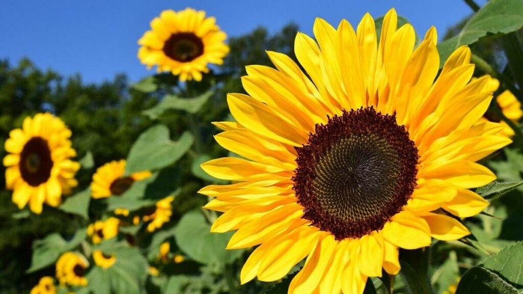 Girassóis virados para o sol