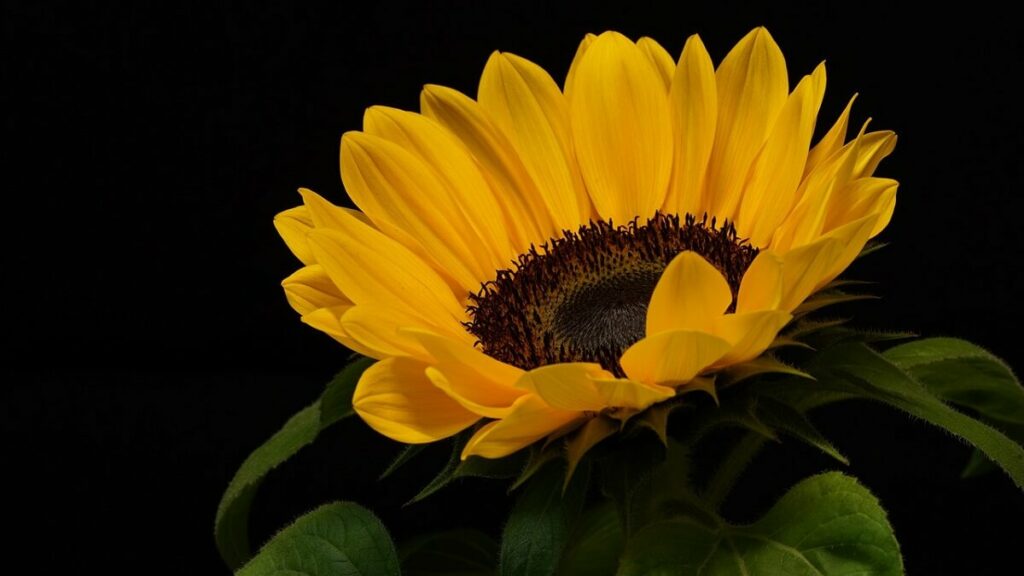 Como plantar girassol