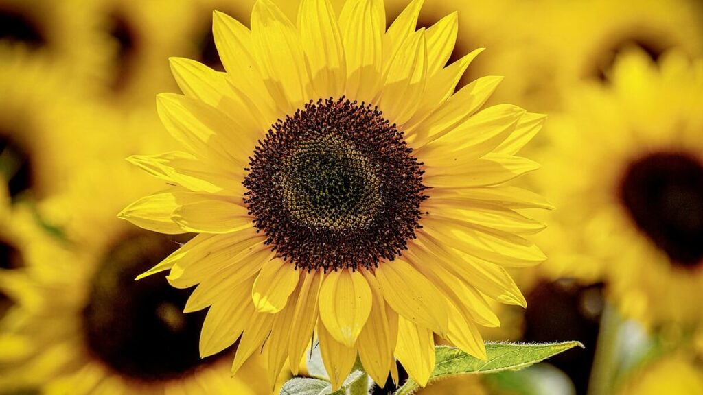 Flor de girassol com girassóis desfocados ao fundo