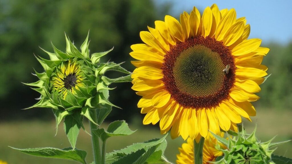 Plantação de girassol com flores em diferentes estágio