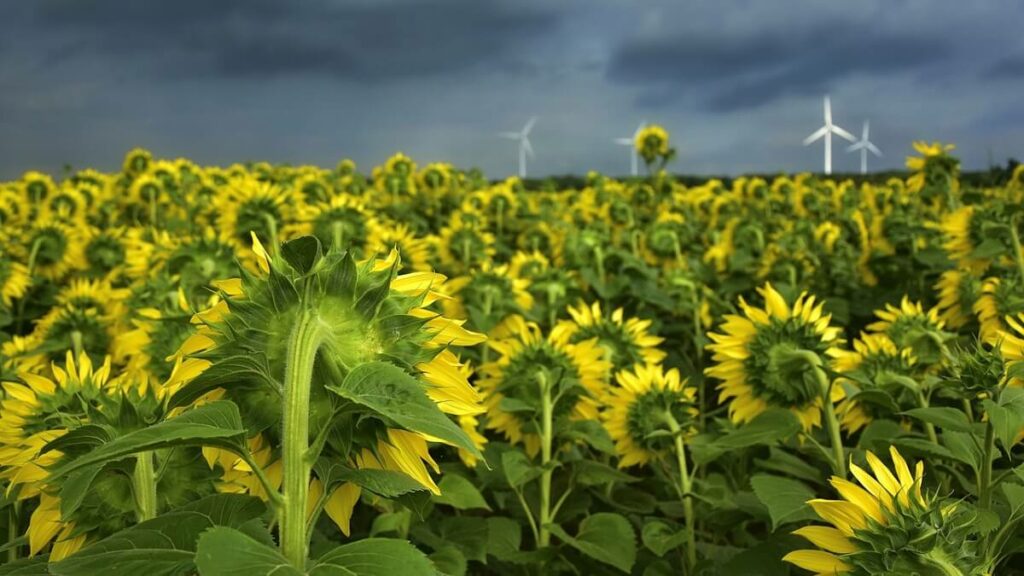 Como plantar girassol em um grande canteiro com muitas flores