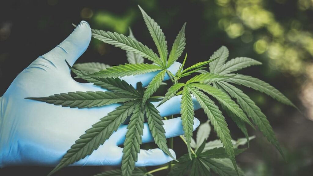 Como plantar maconha: Passo a passo completo + dicas e curiosidades! 5 Pessoa com luvas azuis segurando pé de maconha