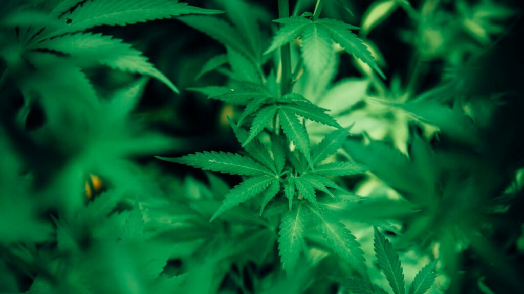 Como plantar maconha: Passo a passo completo + dicas e curiosidades! 1 pé de maconha com fundo desfocado