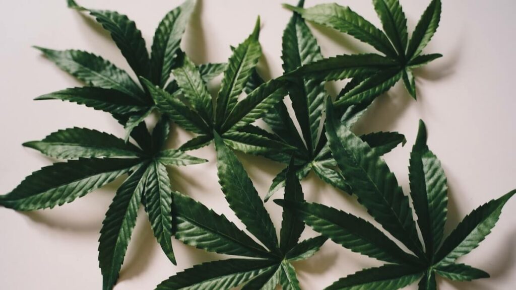 Como plantar maconha: Passo a passo completo + dicas e curiosidades! 6 Folhas de maconha sobre uma mesa