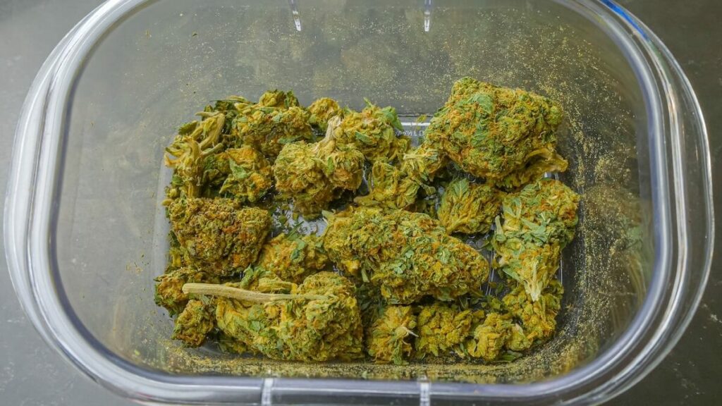 Como plantar maconha: Passo a passo completo + dicas e curiosidades! 9 Maconha extraída do pé