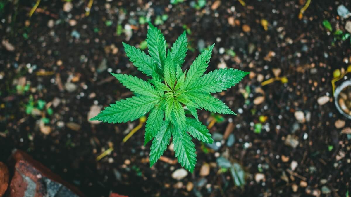 Pé de maconha visto de cima