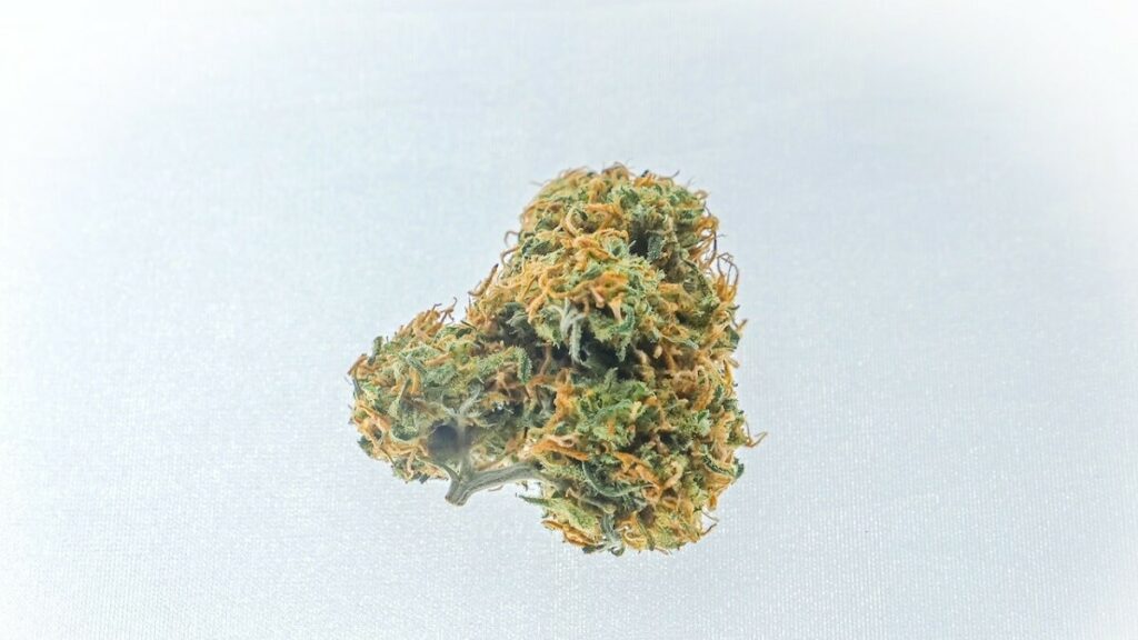 Como plantar maconha: Passo a passo completo + dicas e curiosidades! 7 Como plantar maconha