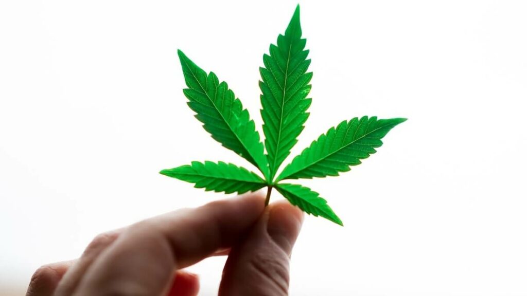 Como plantar maconha: Passo a passo completo + dicas e curiosidades! 8 Pessoa segurando uma pequena folha de maconha com fundo branco