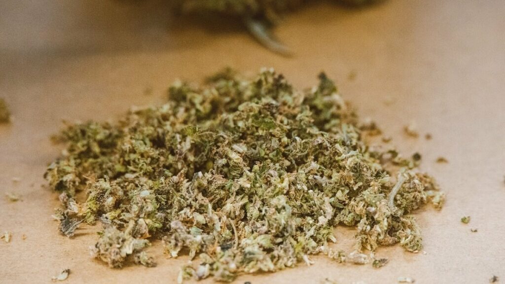 Como plantar maconha: Passo a passo completo + dicas e curiosidades! 2 Maconha triturada