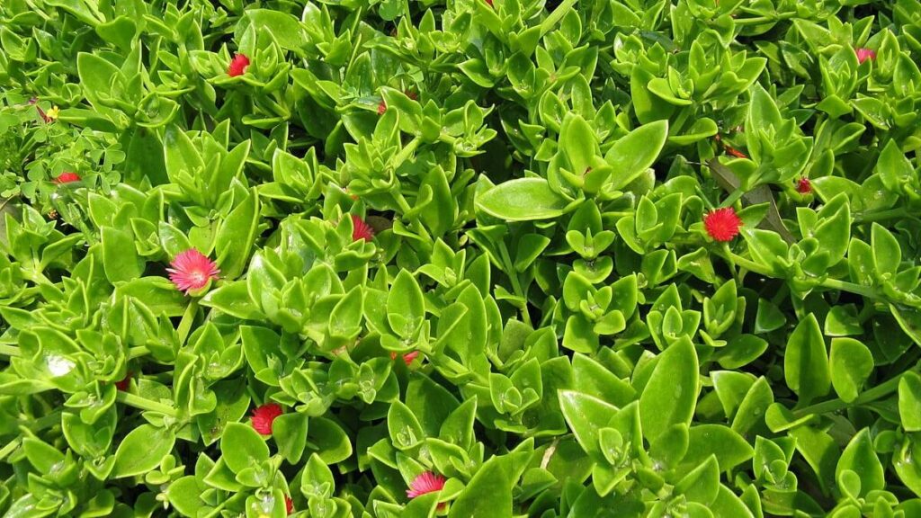Rosinha do Sol como cuidar para florescer o ano todo! Veja dicas fundamentais! 5 Grande planta da Rosinha do Sol