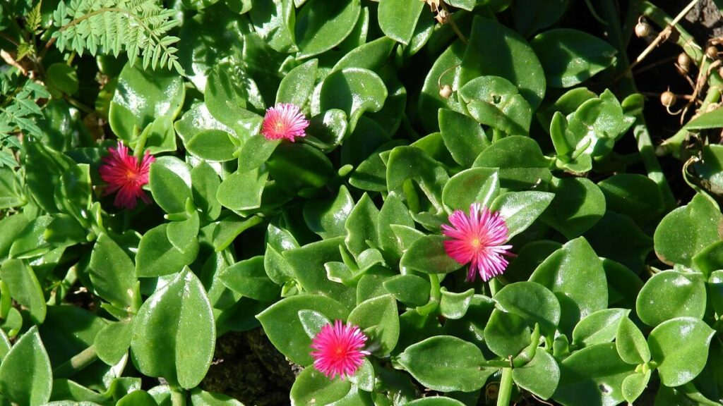 Rosinha do Sol como cuidar para florescer o ano todo! Veja dicas fundamentais! 1 Rosinha do Sol com folhas bem verdes e flores rosas