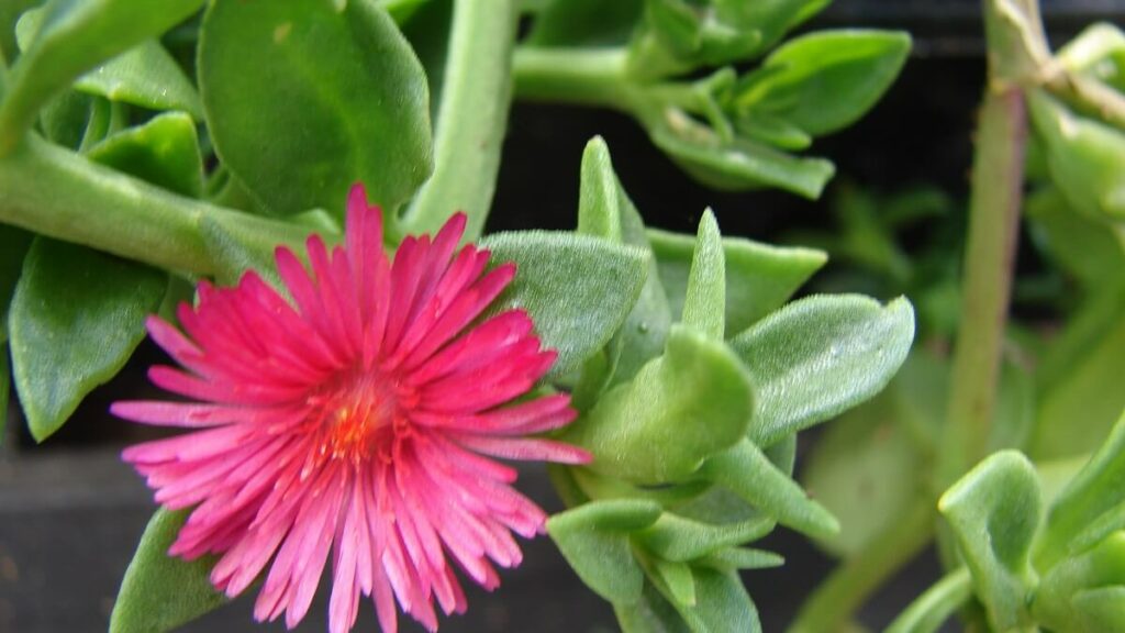 Rosinha do Sol como cuidar para florescer o ano todo! Veja dicas fundamentais! 8 Imagem de uma flor rosa em uma Rosinha do Sol