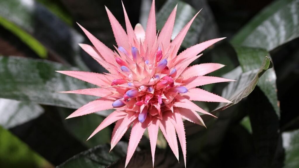 Flor rosa de uma bromélia